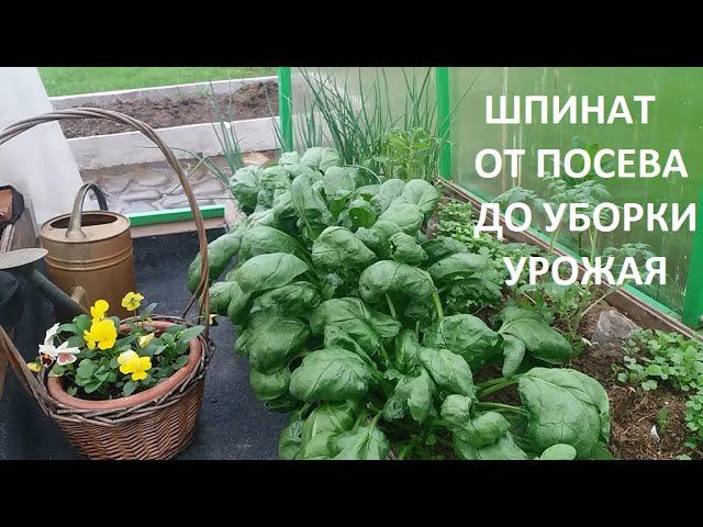 Шпинат от А до Я. смотреть онлайн