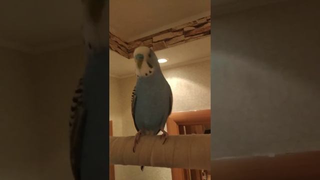 Тоша Синий Попугай смотреть онлайн