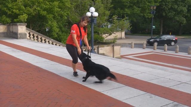 Home Raised Black German Shepherd Female "Adia" Fun Obedience Powerful Protection Dog For Sale смотреть онлайн
