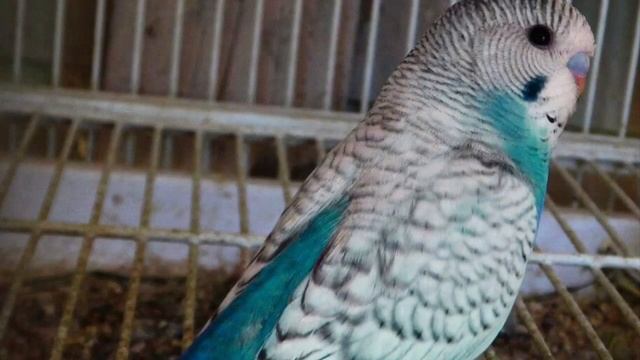 Rare/Extinct Budgie/Parakeet Mutations (Волнистых попугаев) смотреть онлайн