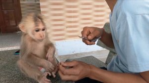 Dad taking care of baby monkey Cutis's nails