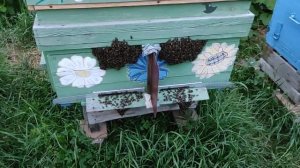 ПОЧЕМУ СВИСАЮТ БОРОДЫ ПЧЁЛ ПОД ЛЕТКАМИ???