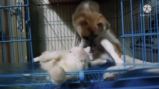 Romantic Scene Persian Cat and Labrador Dog / Cat Persian 1 смотреть онлайн