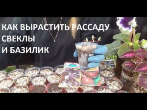 Как вырастить рассаду свёклы и базилик.