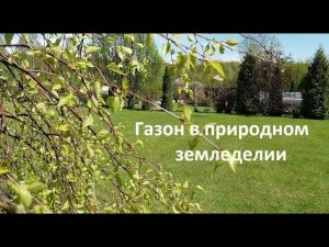 Газон в природном земледелии.