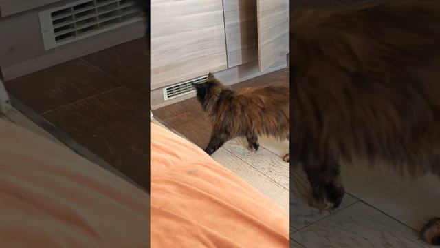 Меня зовут Лама и в этой семье я - Мейн-кун #котики #кошка #котэ #shortsvideo #собака смотреть онлайн