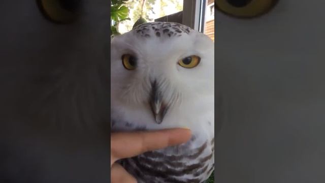 Полярная сова🦉❤️ смотреть онлайн