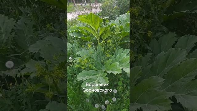 Борщевик Сосновского посреди города смотреть онлайн