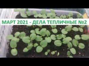 Март 2021 - дела тепличные №2
