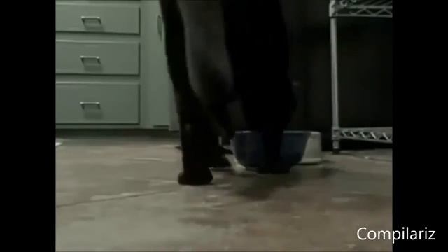 Приколы с кошками. Ржач 2016