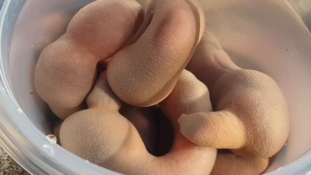 [Urechis Unicinctus] 저의 새로운 친구 개불을 소개합니다