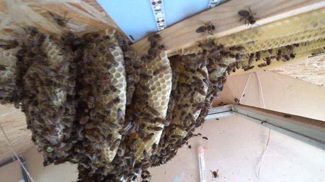 Застеклений оглядовий вулик 17,06,19 смотреть онлайн
