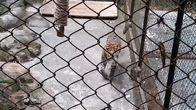 সিক্কিম হিমালয়ান জুলজিক্যাল পার্ক смотреть онлайн