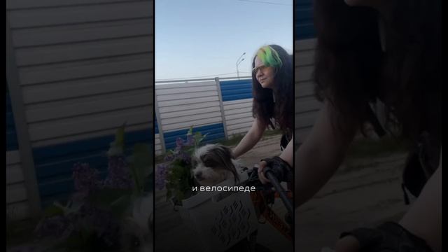 Приводите собак на фотосессию! Воронеж до 19 июня Москва 21-23 июня Питер и Великий Новгород в июле смотреть онлайн