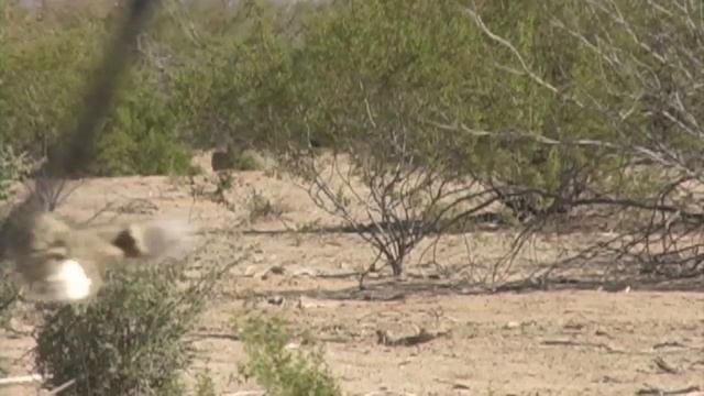 Arizona Shotgun Coyote Hunt смотреть онлайн