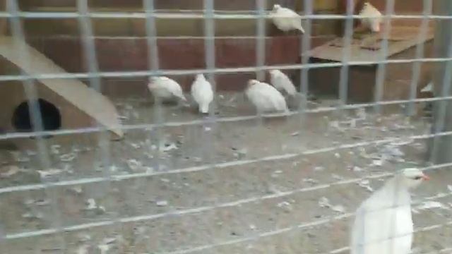 ак кекилик смотреть онлайн