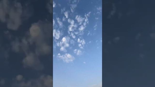 German shepherd #photography #shorts #short #like смотреть онлайн