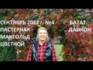 Сентябрь 2022 №4. Батат, пастернак, дайкон - собираем урожай!