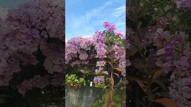 #Hongkong..When in New territory..Bougainvillea Flowers are blooming.. смотреть онлайн