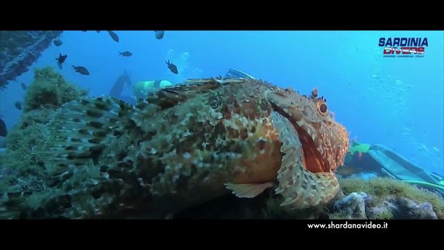 Beautiful like a scorpion fish смотреть онлайн