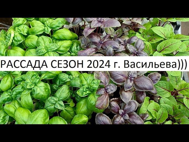 Рассада сезон 2024 г. смотреть онлайн