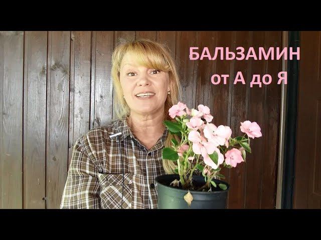 Бальзамин от А до Я. смотреть онлайн