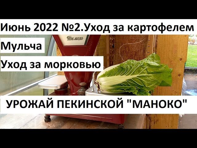 Июнь 2022 №2. Уход за морковью, чесноком и картофелем. Урожай пекинской капусты "Маноко" смотреть онлайн
