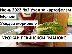 Июнь 2022 №2. Уход за морковью, чесноком и картофелем. Урожай пекинской капусты "Маноко"