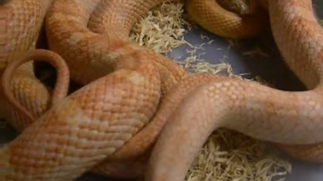 Pantherophis alleghaniensis apareándose смотреть онлайн