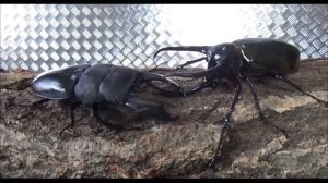 ...Необычные жуки-олени, жуки-геркулесы, крутые факты про жуков жесткокрылых которые вы не знали...