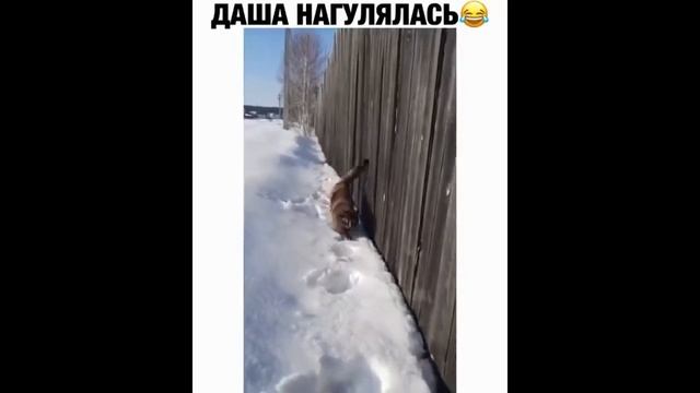 Приколы 2021, Подборка приколов смотреть онлайн
