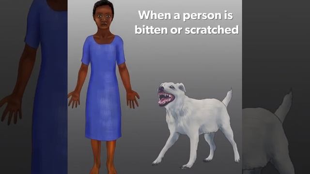 How rabies infection occurs in shortly? смотреть онлайн
