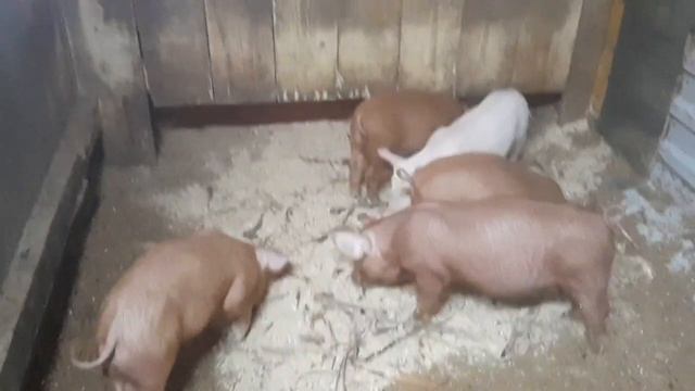 малыши кабальчиши смотреть онлайн