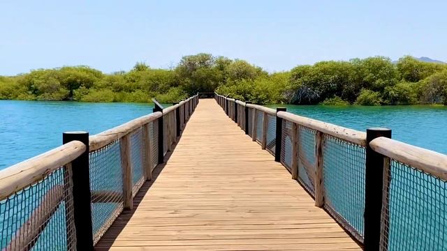 Mangrove Forest Kalba Sharjah UAE