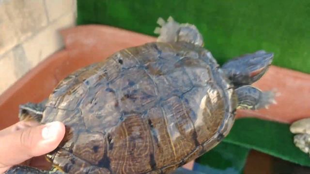 Mis Trachemys Scripta Elegans / Tortugas Japonesas / Orejas Rojas смотреть онлайн
