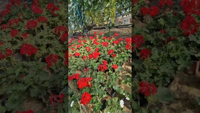 Похвастались маминими калачиками😅 смотреть онлайн