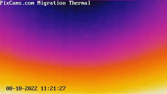 Bird caught a very high altitude flying on thermal camera 8/18/2022 смотреть онлайн