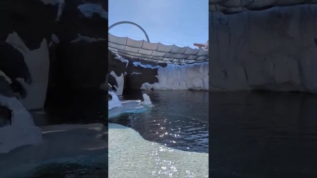 beluga whale spy hopping SeaWorld San Diego @bestwishes101 смотреть онлайн