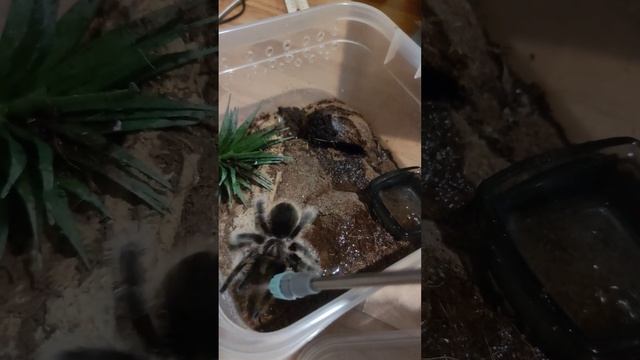 Мохнатка сегодня не в духе 😁 На видео самка паука птицееда Brachypelma albopilosum Nicaragua #spide смотреть онлайн