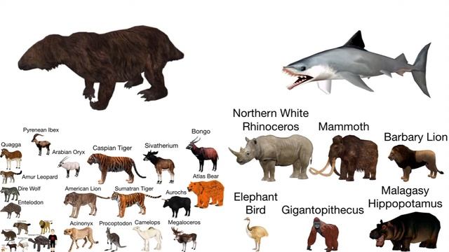 Extinct Animals Size Comparison without music смотреть онлайн