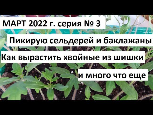 Март 2022 г. серия №3. Как вырастить ель или сосну из шишки. Пикируем сельдерей и .......... смотреть онлайн