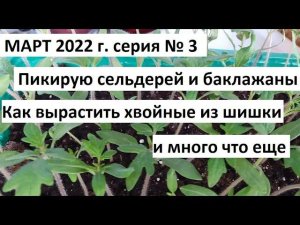 Март 2022 г. серия №3. Как вырастить ель или сосну из шишки. Пикируем сельдерей и ..........