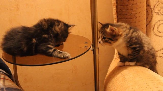 Siberian kittens of Crown of Siberia cattery, litter B..., age 1 month and 6 days смотреть онлайн