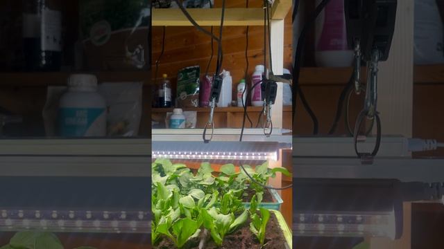 ЗИМНЕЕ ВЫРАЩИВАНИЕ смотреть онлайн