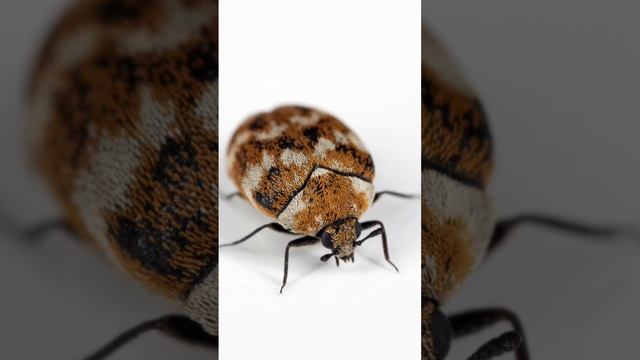 Did You Know That Carpet Beetles Can Cause Bed Bug Like Reactions? #carpetbeetles #bedbugs смотреть онлайн