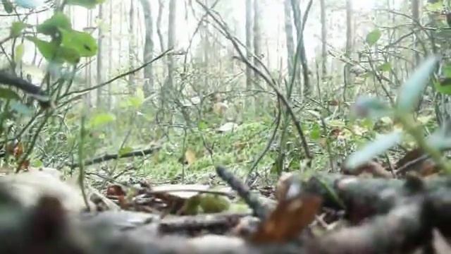ГРИБОЧКИ.Из жизни муравья.MOV смотреть онлайн
