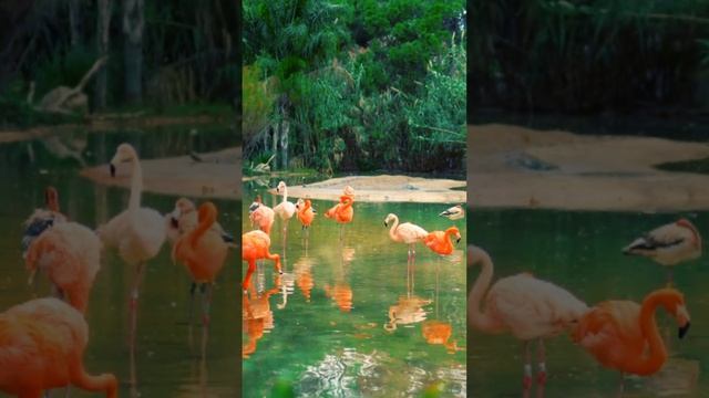 Tangram Flamingo Wooden Shapes Puzzle смотреть онлайн