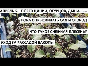 Апрель №5 Посев огурцов, цинии, дыни и арбузов. Уход за бакопой. Пора опрыскивать сад.
