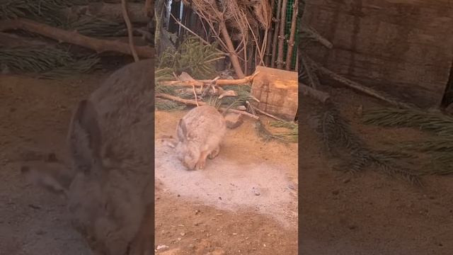 Боевой заяц готовится ко второму раунду. Или пепельные ванны у Джасти смотреть онлайн