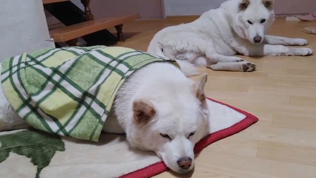 Sleepyhead, Korean Pungsan Dogs корейская собака Cani coresi Chiens Coréens Perros coreanos Hunde смотреть онлайн